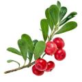 Alpha Arbutin Bearberry Extract Powder 84380-01-8