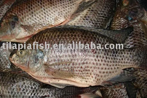 Fresh Water Nile tilapia Whole Round