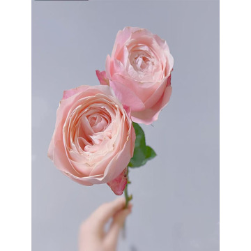 ارتفعت كاثرين متعددة الرؤوس