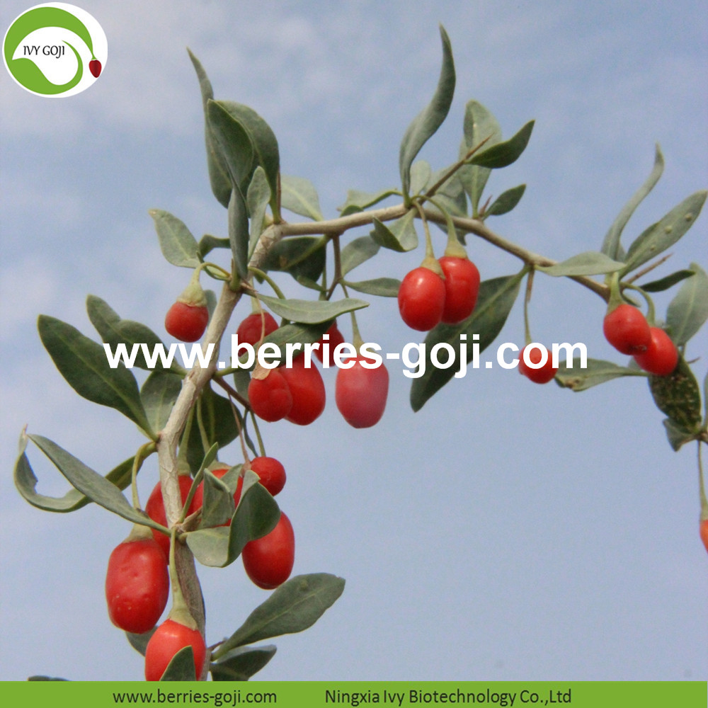 Goji berry