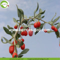 Factory Wholesale Dried Wolfberry