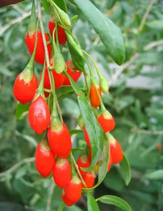 Ningxia Red Goji Berry