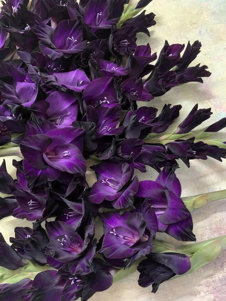 Purple black Gladiolus