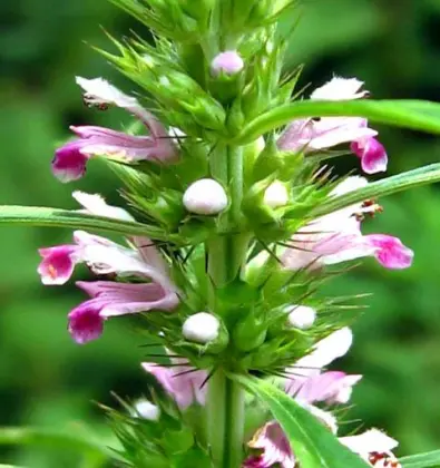 Leonurus Motherwort Extract Powder