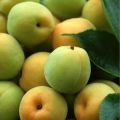 Fresh apricot pie filling