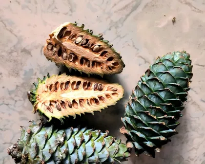 Raw Delicious Pine Nuts