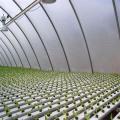 Gewächshaus kommerzielle Hydroponics NFT Flache Hydroponics