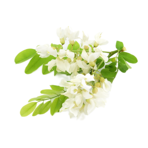 100% Natural Sophora Japonica Extract