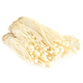 Enoki Mushroom Extrait de poudre avec du polysaccharide