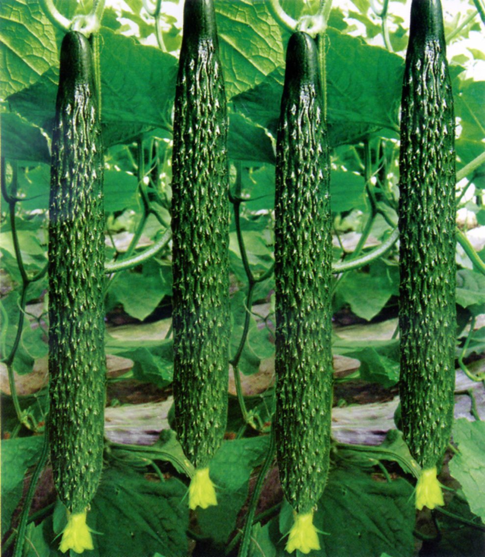 cucumber