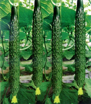 Cucumber Extract Cucumber Powder