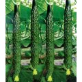 Cucumber Extract Cucumber Powder