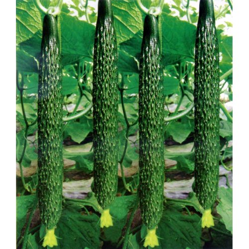 Cucumber Extract Cucumber Powder