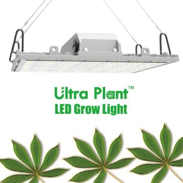 200W LED Grow Light para Plant FLowering