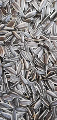 sunflower seeds