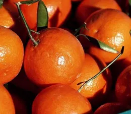 fresh chinese mandarin