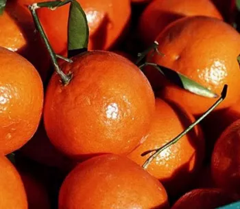 fresh chinese mandarin