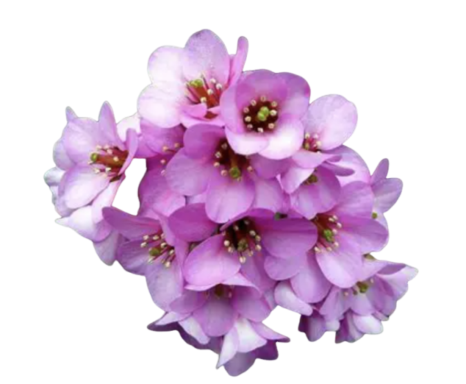 Bergenin Manufacturer