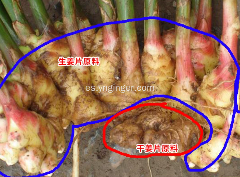 Raíz de jengibre de rizoma maduro con alto contenido de gingerol de Yunnan