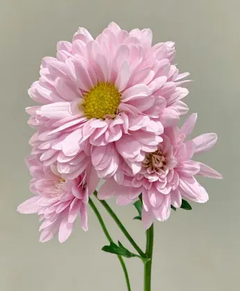 Seoul pink spray chrysanthemum