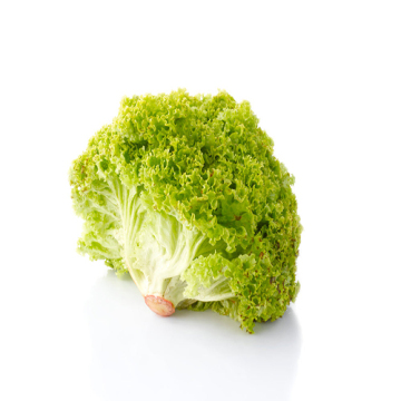 Decorative Lollo Lettuce for Gourmet Salads