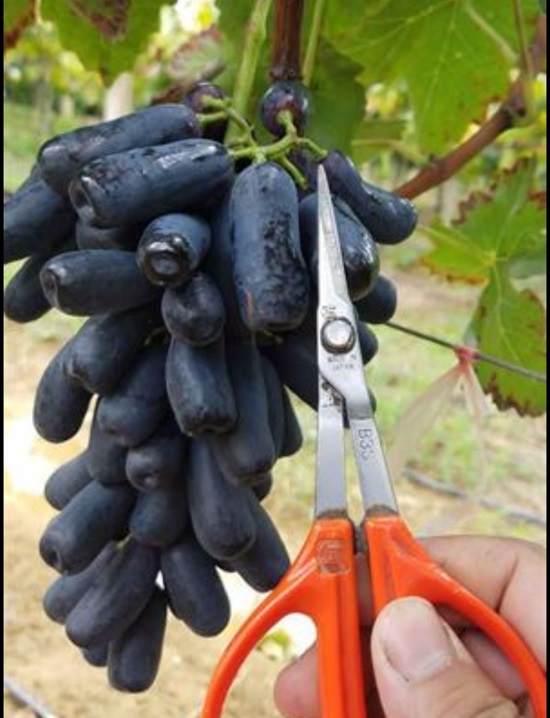 Grape Base