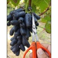 Uvas pretas sem sementes em formato de dedo