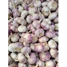 wholesale cheap fresh selected good quality garlic