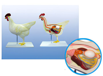 Chicken anatomical mode