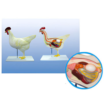 Mod Anatomi Ayam