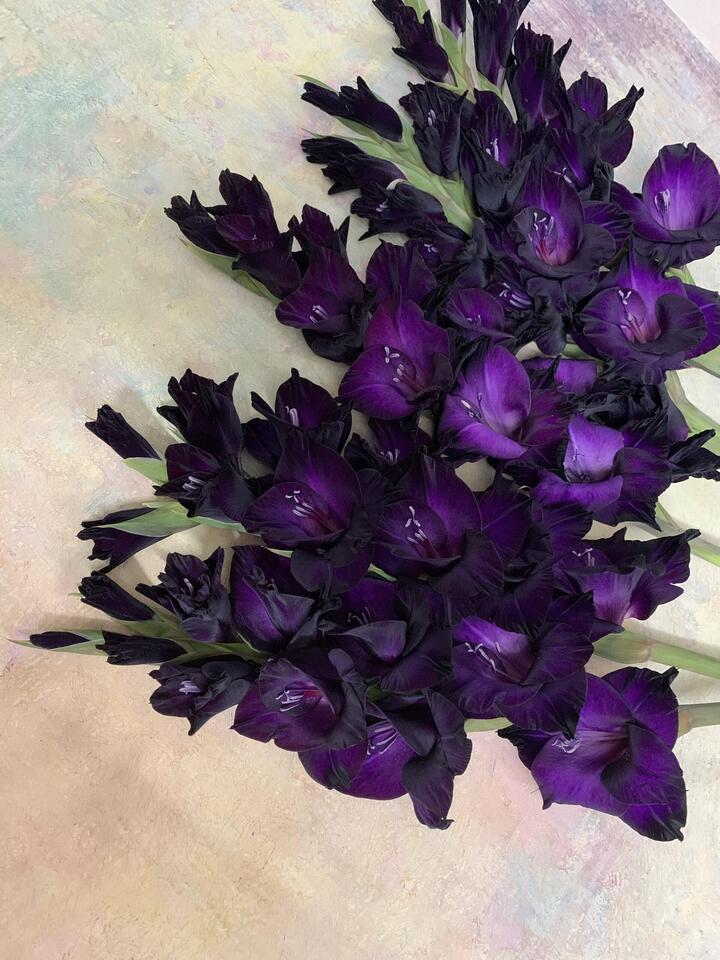 Purple black Gladiolus