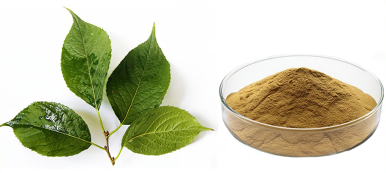 eucommia bark extract powder