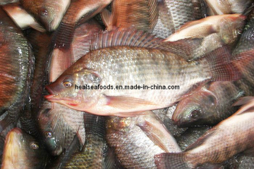 Fresh Frozen Tilapia