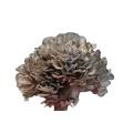 Direct sales Natural maitake mushroom extract