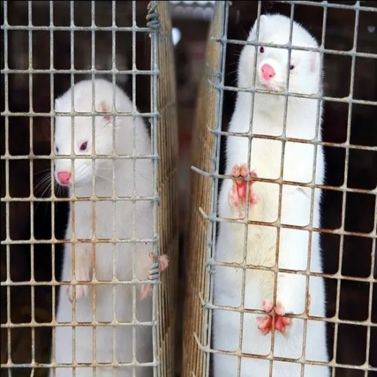 High quality Zinc plated wire mesh mink cage manufacturer (china factory)
