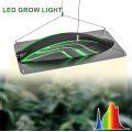 LED Grow Light Melhor para estufa/horticultura interna