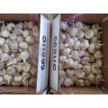 Buy Fresh Garlic 2020