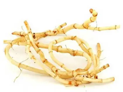 Houttuynia cordata Thunb.