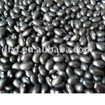 Black Kidney beans /HPS