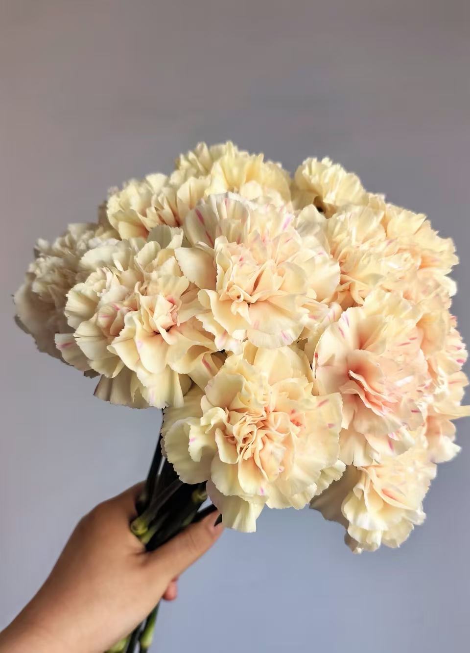 Single-headed Carnation first kiss