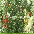 Lose Weight Fruit Nutrition Natural Himalayan Goji Berries