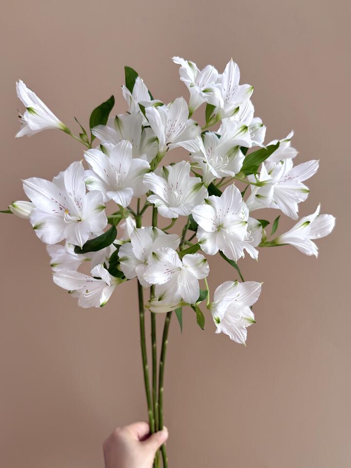 White Alstroemeria