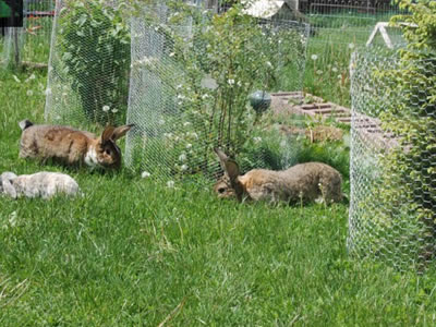 plant-protection-rabbit-fence