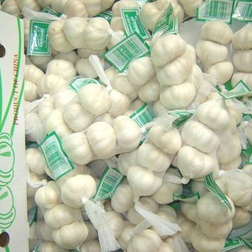 fresh pure white garlic