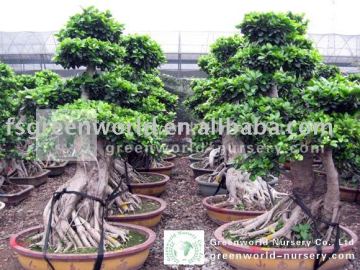 Ficus bonsai potted