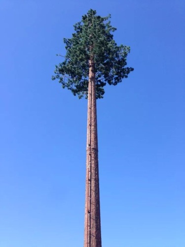 Telecom Pine Tree Tower