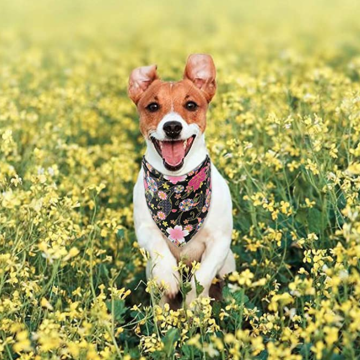 Köpek bandana 4 adet ayarla