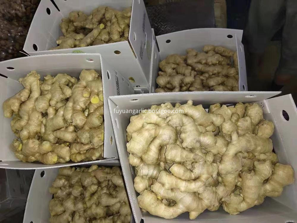 Air Dried Ginger