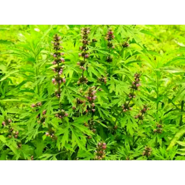 Pure Leonurus Japonicus Extract for Stress Relief and Relaxation