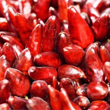 Penjualan langsung Guizhou Bullet Dry Red Pepper